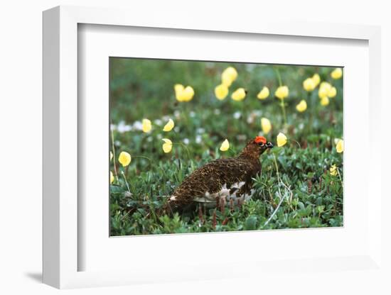 Willow Ptarmigan Bird in Poppy Field, Denali National Park and Preserve, Alaska, USA-Hugh Rose-Framed Photographic Print