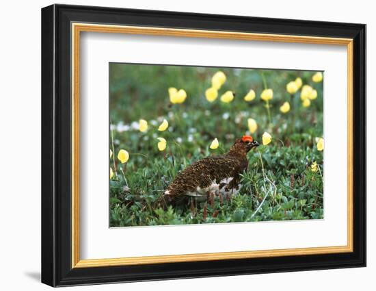 Willow Ptarmigan Bird in Poppy Field, Denali National Park and Preserve, Alaska, USA-Hugh Rose-Framed Photographic Print