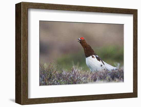 Willow Ptarmigan Calling-Ken Archer-Framed Photographic Print