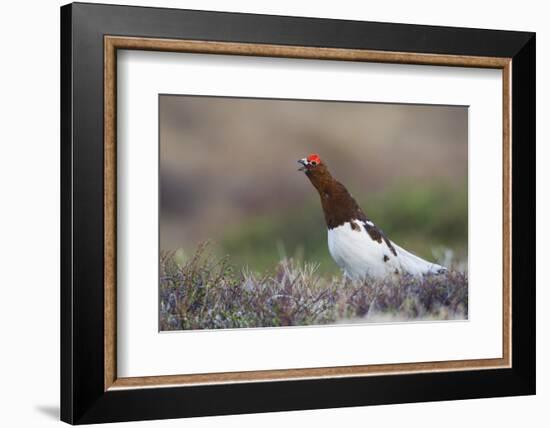 Willow Ptarmigan Calling-Ken Archer-Framed Photographic Print