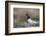 Willow Ptarmigan Calling-Ken Archer-Framed Photographic Print