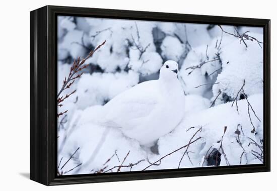 Willow Ptarmigan, Churchill Wildlife Area, Churchill, Manitoba, Canada-Richard ans Susan Day-Framed Premier Image Canvas