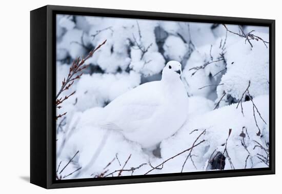 Willow Ptarmigan, Churchill Wildlife Area, Churchill, Manitoba, Canada-Richard ans Susan Day-Framed Premier Image Canvas