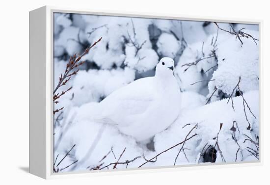 Willow Ptarmigan, Churchill Wildlife Area, Churchill, Manitoba, Canada-Richard ans Susan Day-Framed Premier Image Canvas