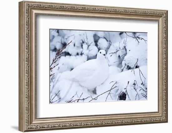 Willow Ptarmigan, Churchill Wildlife Area, Churchill, Manitoba, Canada-Richard ans Susan Day-Framed Photographic Print