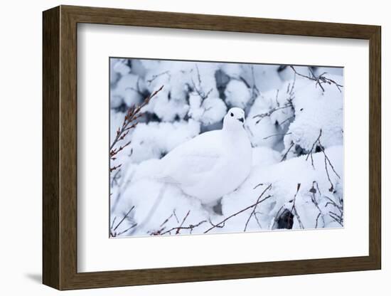 Willow Ptarmigan, Churchill Wildlife Area, Churchill, Manitoba, Canada-Richard ans Susan Day-Framed Photographic Print