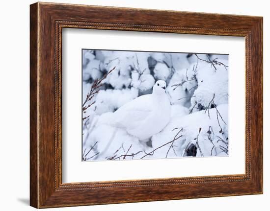 Willow Ptarmigan, Churchill Wildlife Area, Churchill, Manitoba, Canada-Richard ans Susan Day-Framed Photographic Print