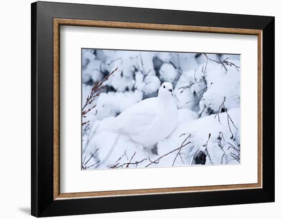 Willow Ptarmigan, Churchill Wildlife Area, Churchill, Manitoba, Canada-Richard ans Susan Day-Framed Photographic Print