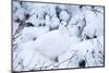 Willow Ptarmigan, Churchill Wildlife Area, Churchill, Manitoba, Canada-Richard ans Susan Day-Mounted Photographic Print