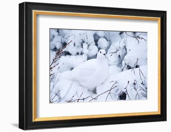 Willow Ptarmigan, Churchill Wildlife Area, Churchill, Manitoba, Canada-Richard ans Susan Day-Framed Photographic Print