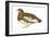 Willow Ptarmigan (Lagopus Lagopus), Birds-Encyclopaedia Britannica-Framed Art Print
