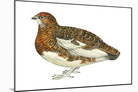 Willow Ptarmigan (Lagopus Lagopus), Birds-Encyclopaedia Britannica-Mounted Art Print