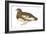 Willow Ptarmigan (Lagopus Lagopus), Birds-Encyclopaedia Britannica-Framed Art Print