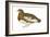 Willow Ptarmigan (Lagopus Lagopus), Birds-Encyclopaedia Britannica-Framed Art Print