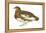 Willow Ptarmigan (Lagopus Lagopus), Birds-Encyclopaedia Britannica-Framed Stretched Canvas