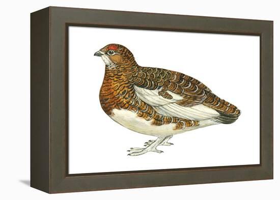 Willow Ptarmigan (Lagopus Lagopus), Birds-Encyclopaedia Britannica-Framed Stretched Canvas