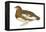 Willow Ptarmigan (Lagopus Lagopus), Birds-Encyclopaedia Britannica-Framed Stretched Canvas