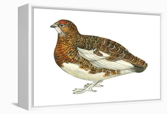 Willow Ptarmigan (Lagopus Lagopus), Birds-Encyclopaedia Britannica-Framed Stretched Canvas