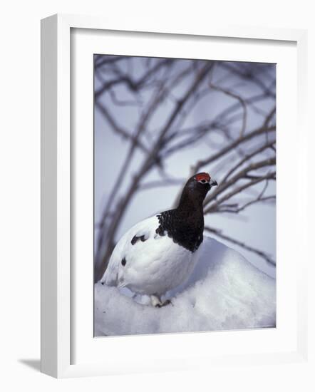 Willow Ptarmigan Perching in Willow Thicket, Denali National Park, Alaska, USA-Hugh Rose-Framed Photographic Print