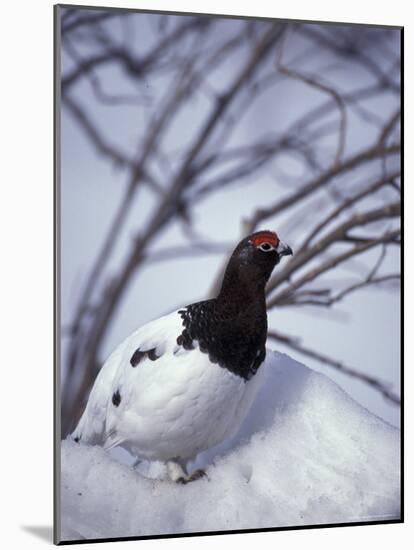 Willow Ptarmigan Perching in Willow Thicket, Denali National Park, Alaska, USA-Hugh Rose-Mounted Photographic Print