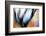 Willow's Song-Ursula Abresch-Framed Photographic Print