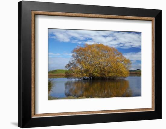 Willow Tree, Lake Tuakitoto, Near Benhar, South Otago, South Island, New Zealand-David Wall-Framed Photographic Print