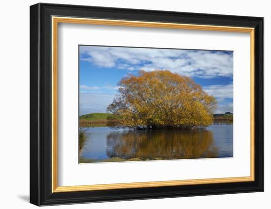 Willow Tree, Lake Tuakitoto, Near Benhar, South Otago, South Island, New Zealand-David Wall-Framed Photographic Print