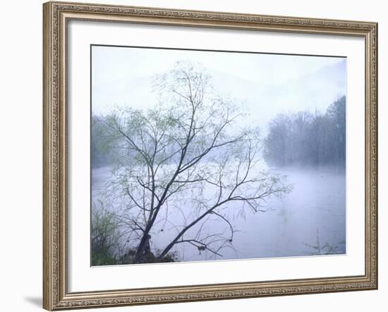 Willow Tree Rising Against Misty Cheat River Just Before Dawn-John Dominis-Framed Photographic Print