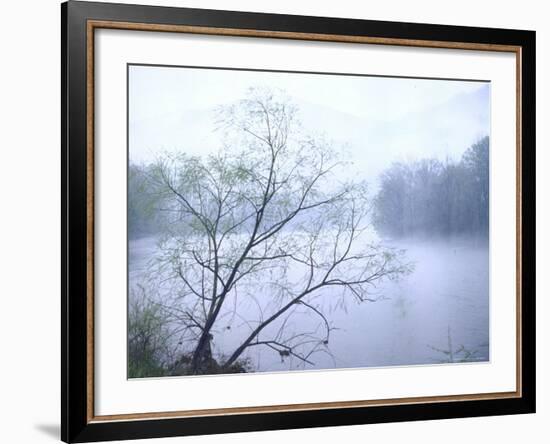Willow Tree Rising Against Misty Cheat River Just Before Dawn-John Dominis-Framed Photographic Print