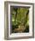 Willow Trees by Forest Stream, New Forest, Hampshire, England, UK, Europe-Dominic Webster-Framed Photographic Print