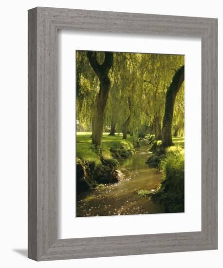 Willow Trees by Forest Stream, New Forest, Hampshire, England, UK, Europe-Dominic Webster-Framed Photographic Print