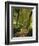 Willow Trees by Forest Stream, New Forest, Hampshire, England, UK, Europe-Dominic Webster-Framed Photographic Print