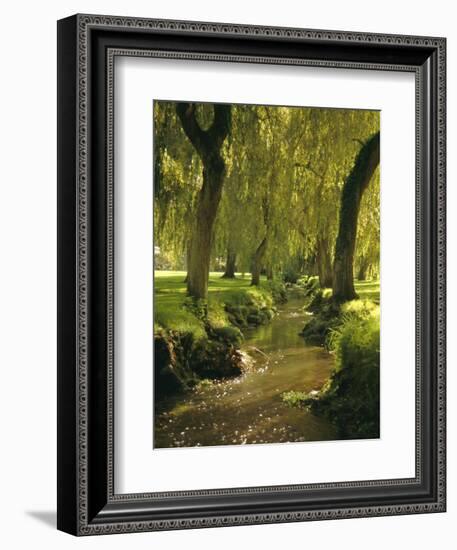 Willow Trees by Forest Stream, New Forest, Hampshire, England, UK, Europe-Dominic Webster-Framed Photographic Print