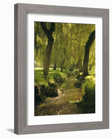 Willow Trees by Forest Stream, New Forest, Hampshire, England, UK, Europe-Dominic Webster-Framed Photographic Print