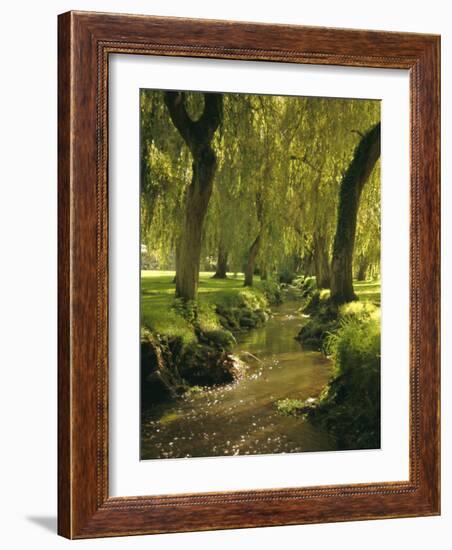 Willow Trees by Forest Stream, New Forest, Hampshire, England, UK, Europe-Dominic Webster-Framed Photographic Print