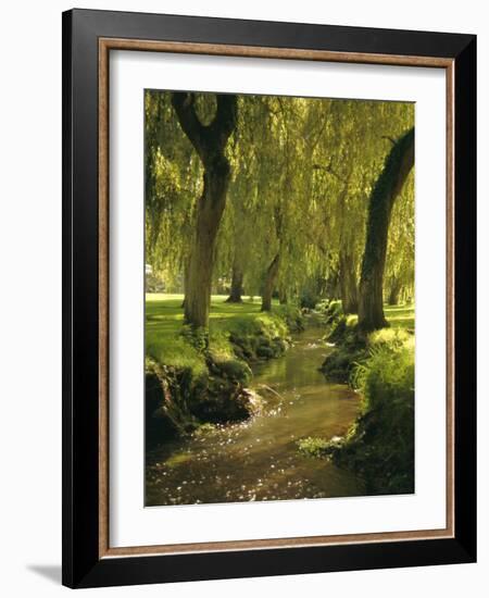 Willow Trees by Forest Stream, New Forest, Hampshire, England, UK, Europe-Dominic Webster-Framed Photographic Print