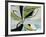 Willow-Sydney Edmunds-Framed Giclee Print