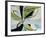 Willow-Sydney Edmunds-Framed Giclee Print