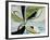 Willow-Sydney Edmunds-Framed Giclee Print