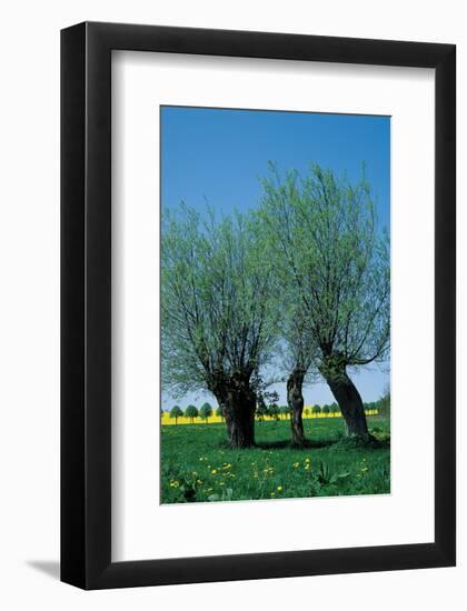 Willows In The Spring-null-Framed Art Print