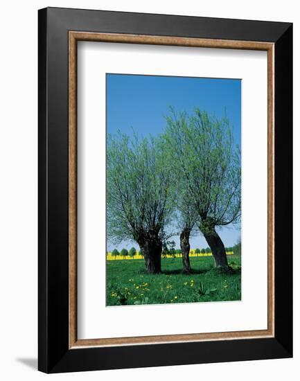 Willows In The Spring-null-Framed Art Print