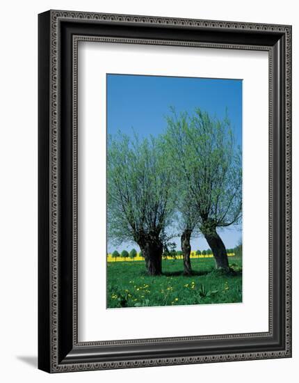 Willows In The Spring-null-Framed Art Print