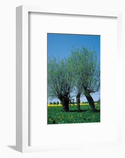 Willows In The Spring-null-Framed Art Print