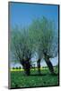 Willows In The Spring-null-Mounted Art Print