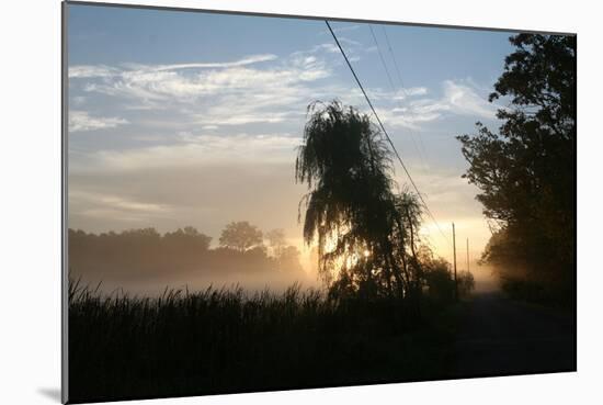 Willows Morning Road-Robert Goldwitz-Mounted Photographic Print