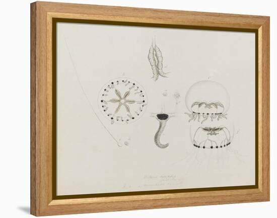 Willsia Stellata: Jellyfish-Philip Henry Gosse-Framed Premier Image Canvas