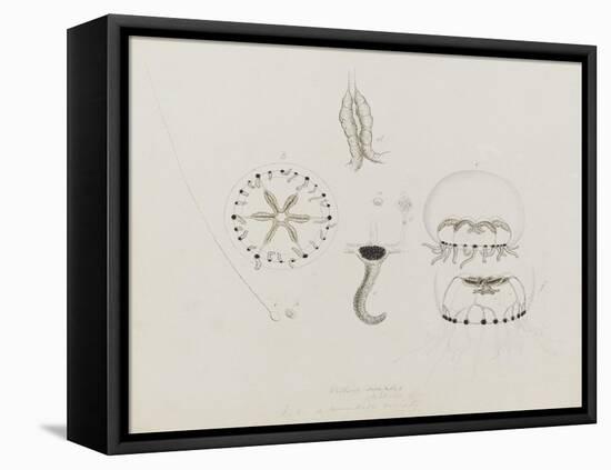 Willsia Stellata: Jellyfish-Philip Henry Gosse-Framed Premier Image Canvas