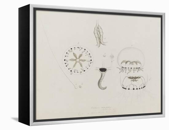 Willsia Stellata: Jellyfish-Philip Henry Gosse-Framed Premier Image Canvas