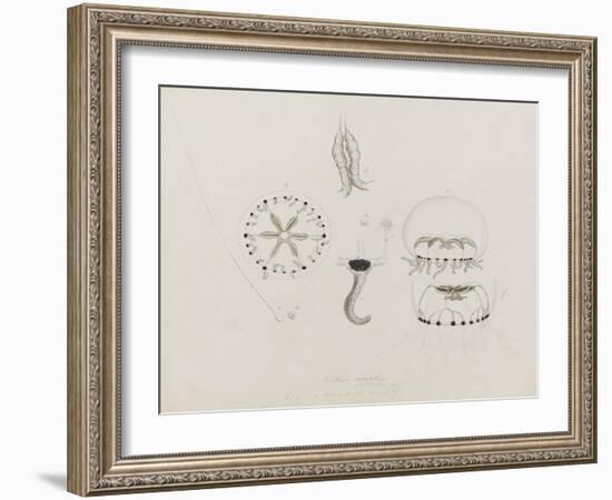 Willsia Stellata: Jellyfish-Philip Henry Gosse-Framed Giclee Print