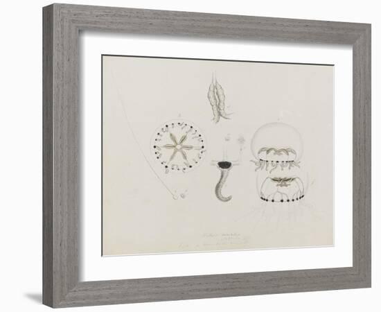 Willsia Stellata: Jellyfish-Philip Henry Gosse-Framed Giclee Print